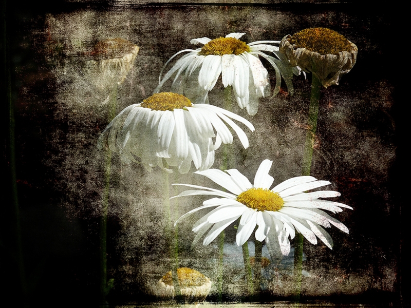sbd-10-daisies-1